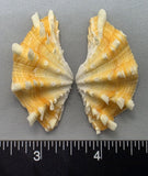 Ruffled Clam #4 - 51mm x 27mm