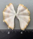 Ruffled Clam #4 - 51mm x 27mm