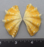Ruffled Clam #5 - 39mm x 30mm
