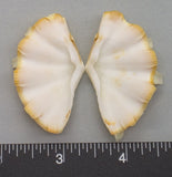 Ruffled Clam #5 - 39mm x 30mm