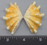 Ruffled Clam #6 - 54mm x 29mm