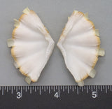 Ruffled Clam #6 - 54mm x 29mm