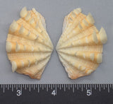 Ruffled Clam #7 - 55mm x 36mm