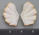 Ruffled Clam #7 - 55mm x 36mm