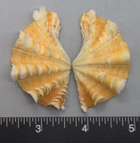 Ruffled Clam #8 - 59mm x 33mm