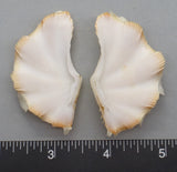 Ruffled Clam #8 - 59mm x 33mm