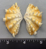 Ruffled Clam #9 - 50mm x 27mm