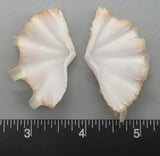 Ruffled Clam #9 - 50mm x 27mm
