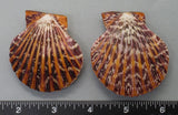 Polished Joseph's Coat Scallops - 2pcs - 55mm to 65mm
