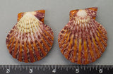 Polished Joseph's Coat Scallops - 2pcs - 55mm to 65mm