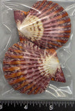 Polished Joseph's Coat Scallops - 2pcs - 55mm to 65mm