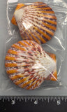 Polished Joseph's Coat Scallops - 2pcs - 55mm to 65mm