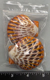 Polished Joseph's Coat Scallops - 2pcs - 55mm to 65mm