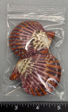 Polished Joseph's Coat Scallops - 2pcs - 55mm to 65mm