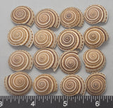 Small Sundial Shells - 16pcs - 18mm to 23mm