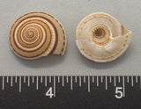 Small Sundial Shells - 16pcs - 18mm to 23mm