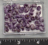 Janthina exigua Shells - 50pcs - 4mm to 7mm