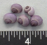 Janthina exigua Shells - 50pcs - 4mm to 7mm