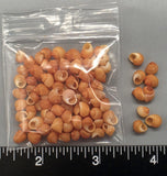 Reddish Orange Polynesian Land Snails - 4mm to 6mm - 100 pcs