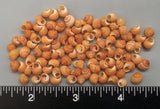Reddish Orange Polynesian Land Snails - 4mm to 6mm - 100 pcs