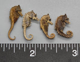 Vintage Micro Genuine Seahorses - 12mm to 22mm - 4pcs