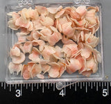 Pink “Butterfly” Chiton   - 6mm to 12mm - 100pcs