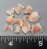 Pink “Butterfly” Chiton   - 6mm to 12mm - 100pcs