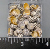 Zebra Nerites - 6mm to 8mm - 1.25"x1.25"x0.6" box