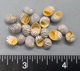 Zebra Nerites - 6mm to 8mm - 1.25"x1.25"x0.6" box