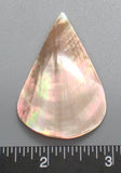 Pearl Oyster Teardrop - 52mm x 35mm - 1pc