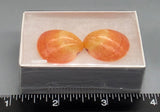 Red Cockle Pairs  - 22mm x 24mm to 24mm x 30mm - 1 pair