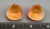 Red Cockle Pairs  - 22mm x 24mm to 24mm x 30mm - 1 pair