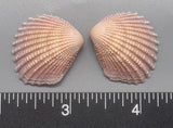 Pink Brooch Clams 23mm x 20mm to 30mm x 26mm - 1 Pair