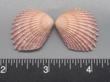 Pink Brooch Clams 23mm x 20mm to 30mm x 26mm - 1 Pair