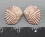 Pink Brooch Clams 23mm x 20mm to 30mm x 26mm - 1 Pair