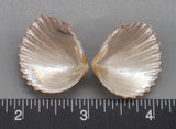 Pink Brooch Clams 23mm x 20mm to 30mm x 26mm - 1 Pair