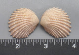Pink Brooch Clams 23mm x 20mm to 30mm x 26mm - 1 Pair