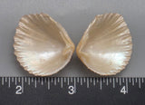 Peach Brooch Clams 23mm x 20mm to 30mm x 26mm - 1 Pair