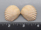 Peach Brooch Clams 23mm x 20mm to 30mm x 26mm - 1 Pair