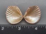 Peach Brooch Clams 23mm x 20mm to 30mm x 26mm - 1 Pair