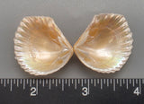 Peach Brooch Clams 23mm x 20mm to 30mm x 26mm - 1 Pair