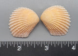 Peach Brooch Clams 23mm x 20mm to 30mm x 26mm - 1 Pair