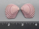 Lavender Brooch Clams 23mm x 20mm to 30mm x 26mm - 1 Pair