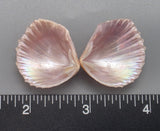 Lavender Brooch Clams 23mm x 20mm to 30mm x 26mm - 1 Pair
