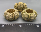 Green Urchins - 9 pcs - 24mm to 28mm
