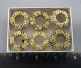 Green Urchins - 6 pcs - 24mm to 28mm
