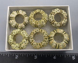 Green Urchins - 6 pcs - 24mm to 28mm