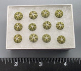 Tiny Green Japanese Urchins - 12 pcs - 7mm to 8mm