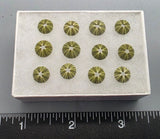 Tiny Green Japanese Urchins - 12 pcs - 7mm to 8mm