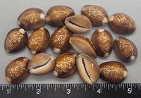 Snakehead Cowries - 25mm to 30mm - 16pcs